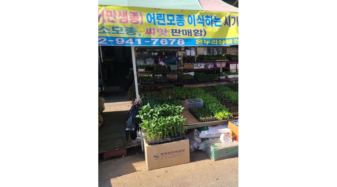 매일청과상회 : 매일청과상회 판매 매장관리 당일 알바 희망시간 조정가능 주업무 모종,씨앗판매 - 알바천국 [알바천국] 광주 광산구... 